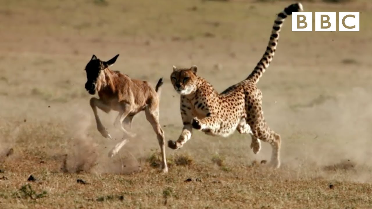 Cheetah chases wildebeest | The Hunt - BBC