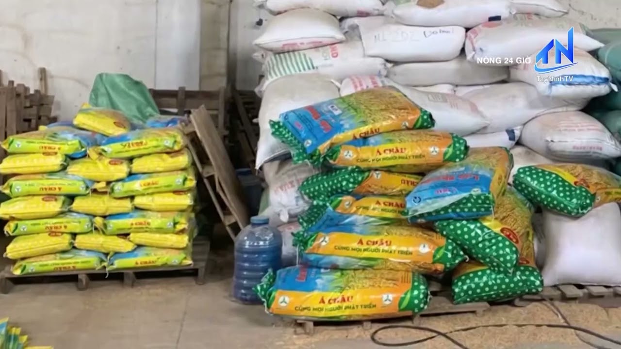 Bắt Giám đốc sản xuất hơn 200 tấn lúa giống giả thương hiệu nổi tiếng | TayNinhTV