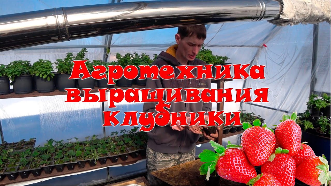 Агротехника выращивания клубники. Как получить хороший урожай.