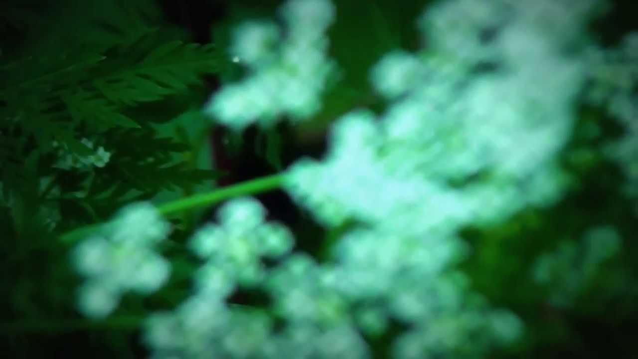 Sensation (poem by Arthur Rimbaud)