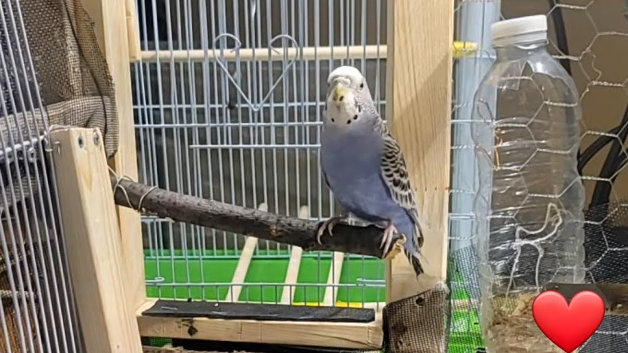 Food Farrell AL world of budgie baby