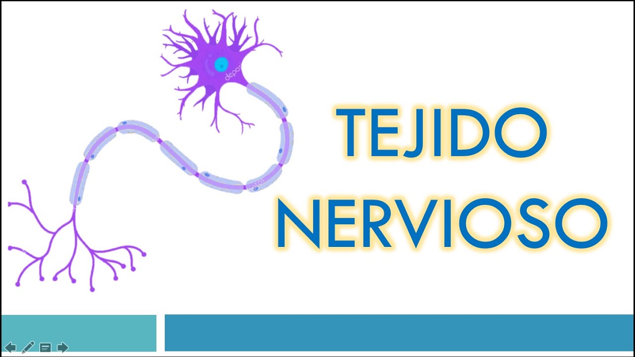 TEJIDO NERVIOSO: La Neurona