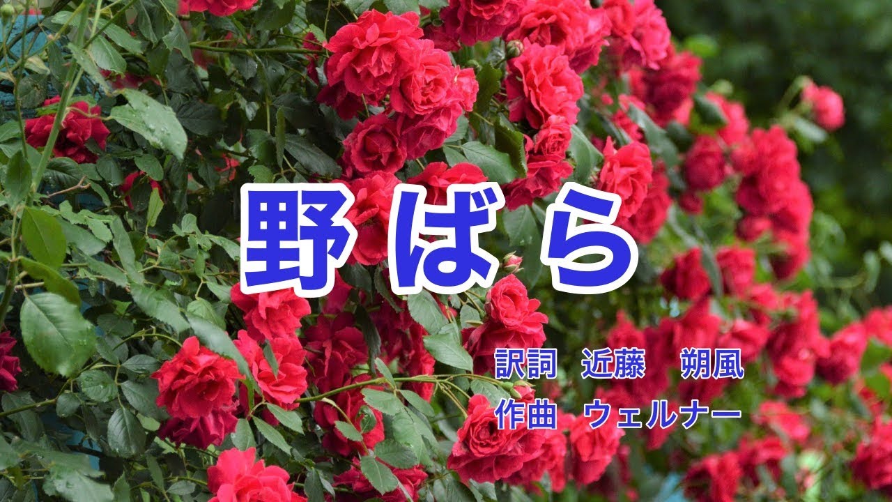 野ばら｜ウェルナー｜日本語歌詞｜ドイツの歌｜童はみたり 野なかの薔薇