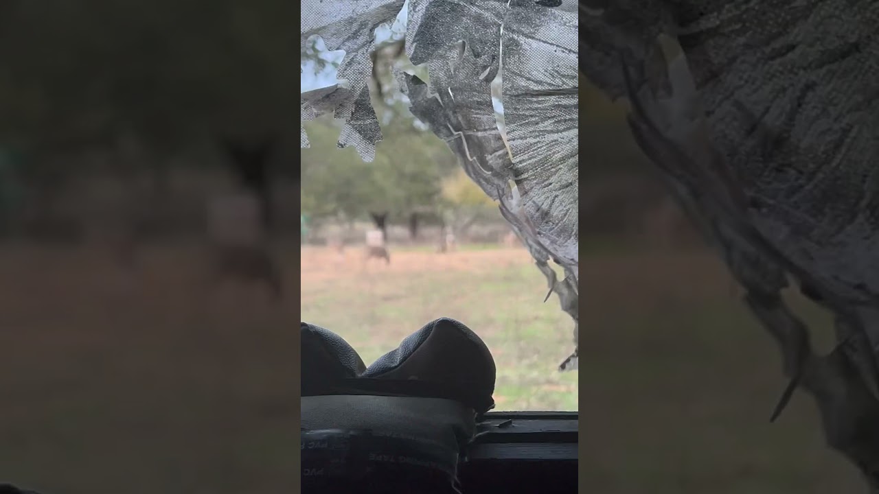 Big paint hog almost got shot (passed on him) #hunting #hog #hoghunt #hoghunting