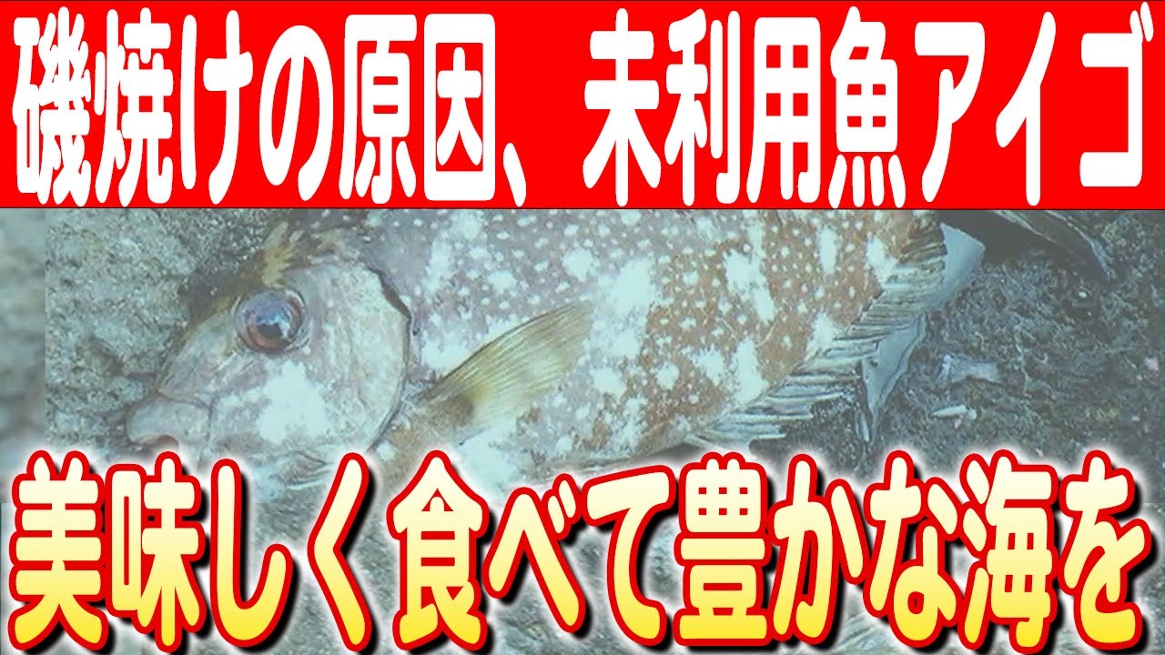 【タコス、干物に】地球環境保全を目指す！未利用魚アイゴの有効活用に挑む　日本財団 海と日本PROJECT in やまぐち 2024 #25