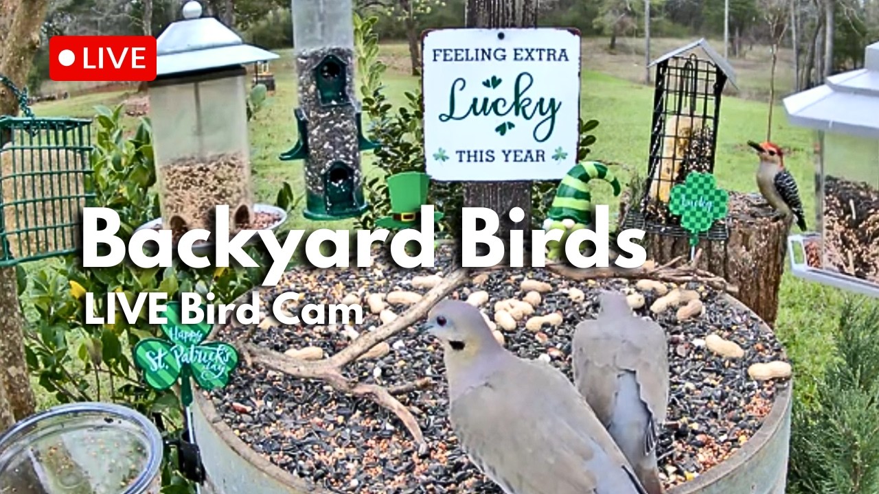 LIVE Bird Feeder Cam 🐦 Rainy Morning Backyard Birds & Nature Sounds | East Texas | Mar 11 🍀