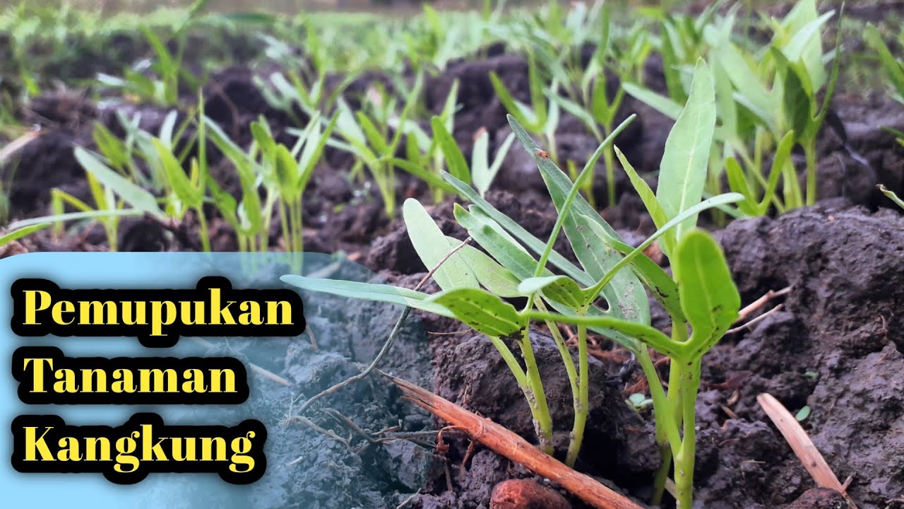 Mengamati Pertumbuhan dan Perkembangan Tanaman Kangkung Sebelum Pemupukan