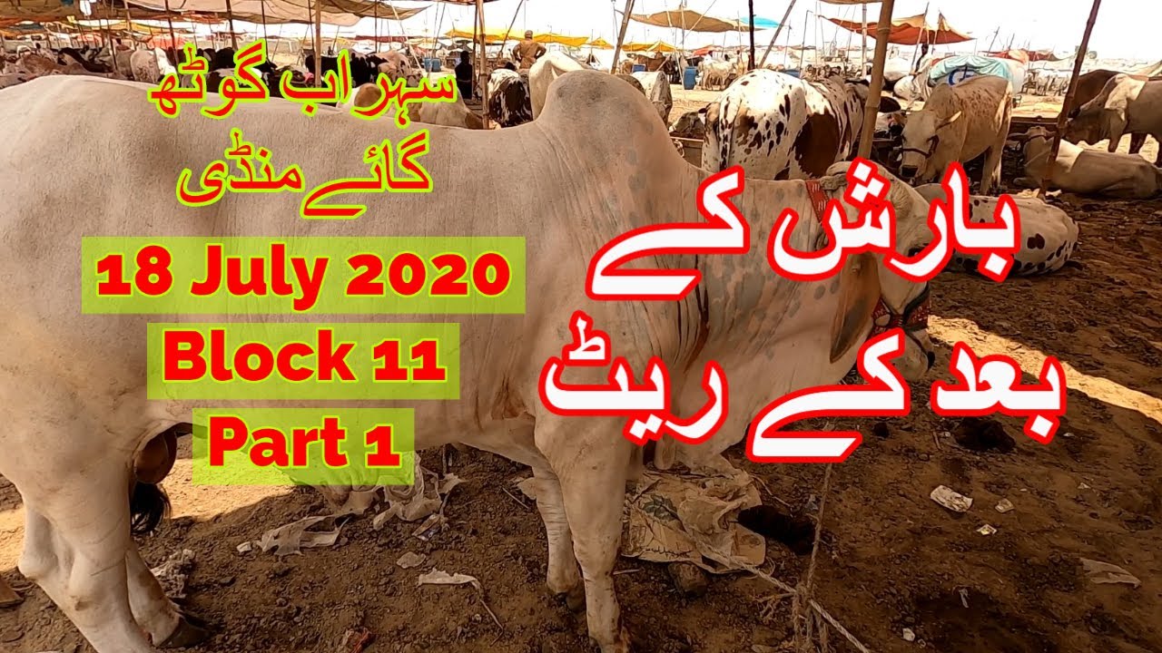 After Rain Cattle Prices - Sohrab Goth Cow Mandi