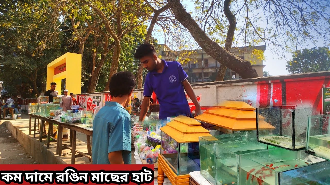 Aquarium Price In Bangladesh। Aquarium Fish Price In katabon। Aquarium Fish Price In Bangladesh