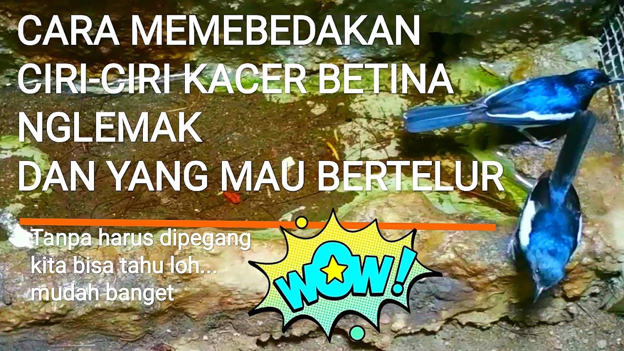 cara membedakan kacer nglemak dan mau bertelur 🧐 💯☑️