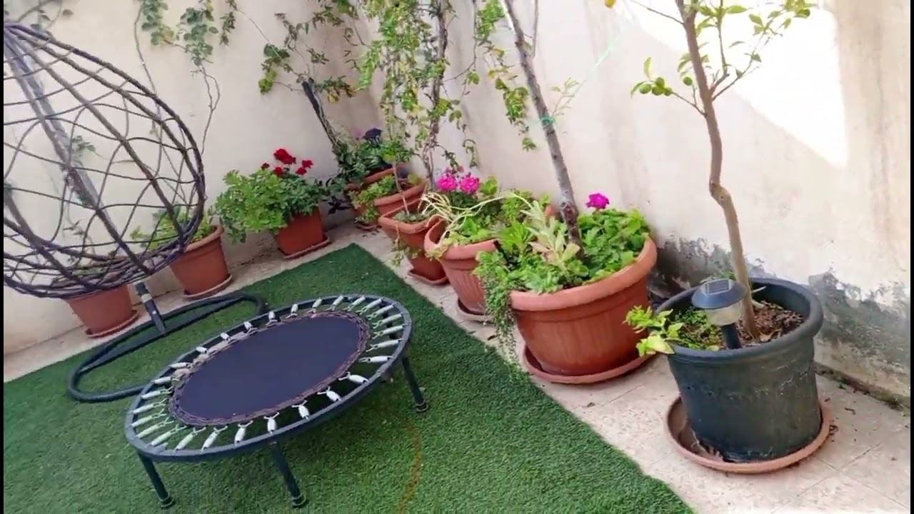 جولة في حديقتي المتواضعه والتعرف على بعض النباتات وطريقة إكثار النباتات المنزلية 💐🪴🌳