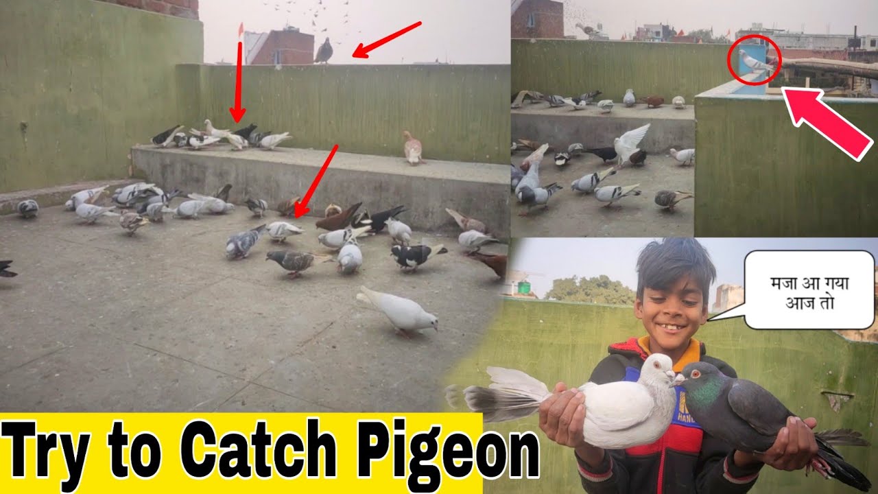 Aaj 3 Kabootar Pakde Ek Sath | Try To Catch Pigeon