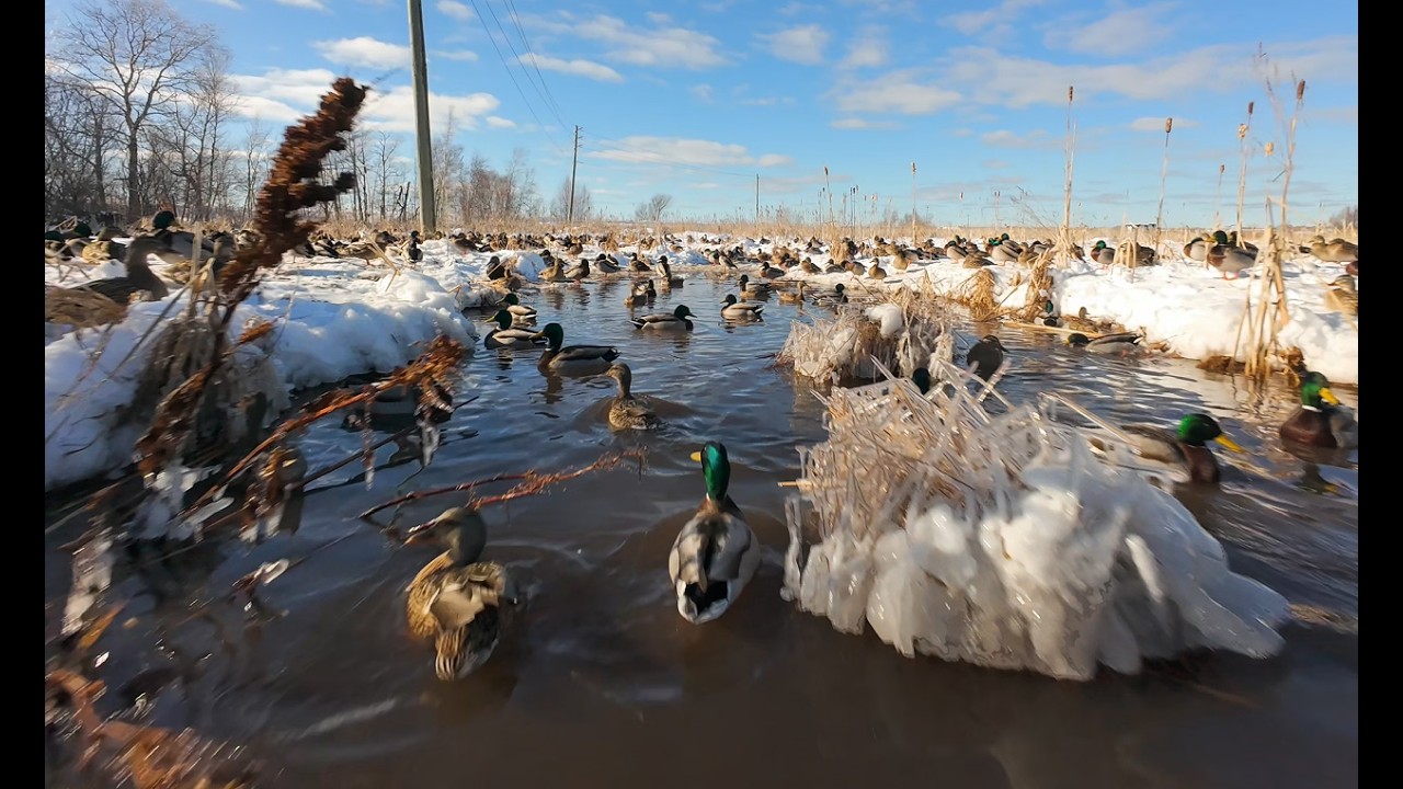 Duck Flock Whoop'en