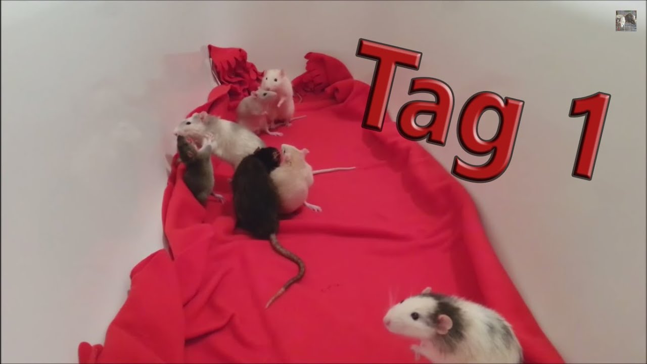 Ratten Vergesellschaftung Tag 1. (Zeus,Poseidon und Ares)