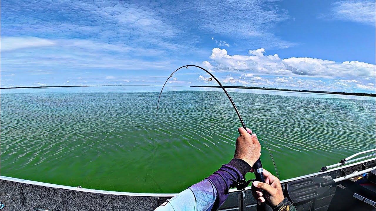 PESCARIA DE CORVINAS NO RIO TIETÊ! CARDUME DE CORVINA ATACANDO ISCA VIVA.