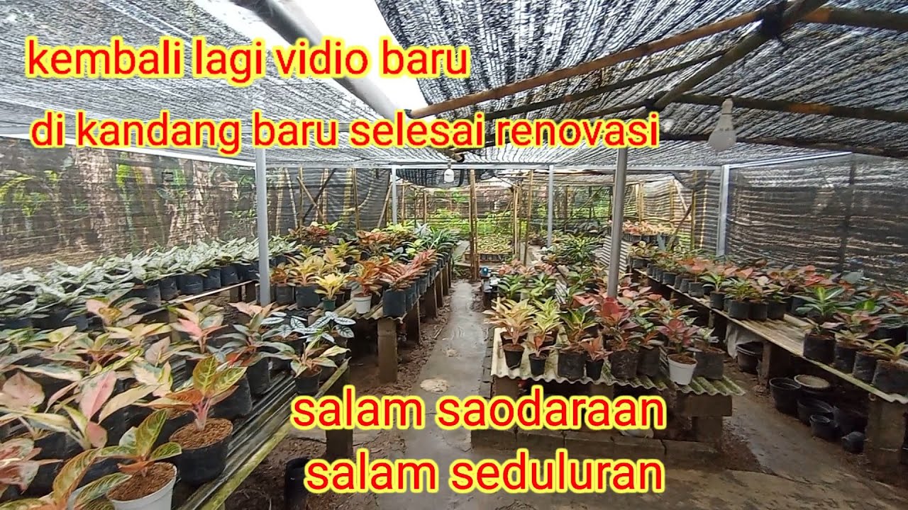 Kembali lagi dividio  baru kandang baru Dengan bunga bunga perdesaan 
