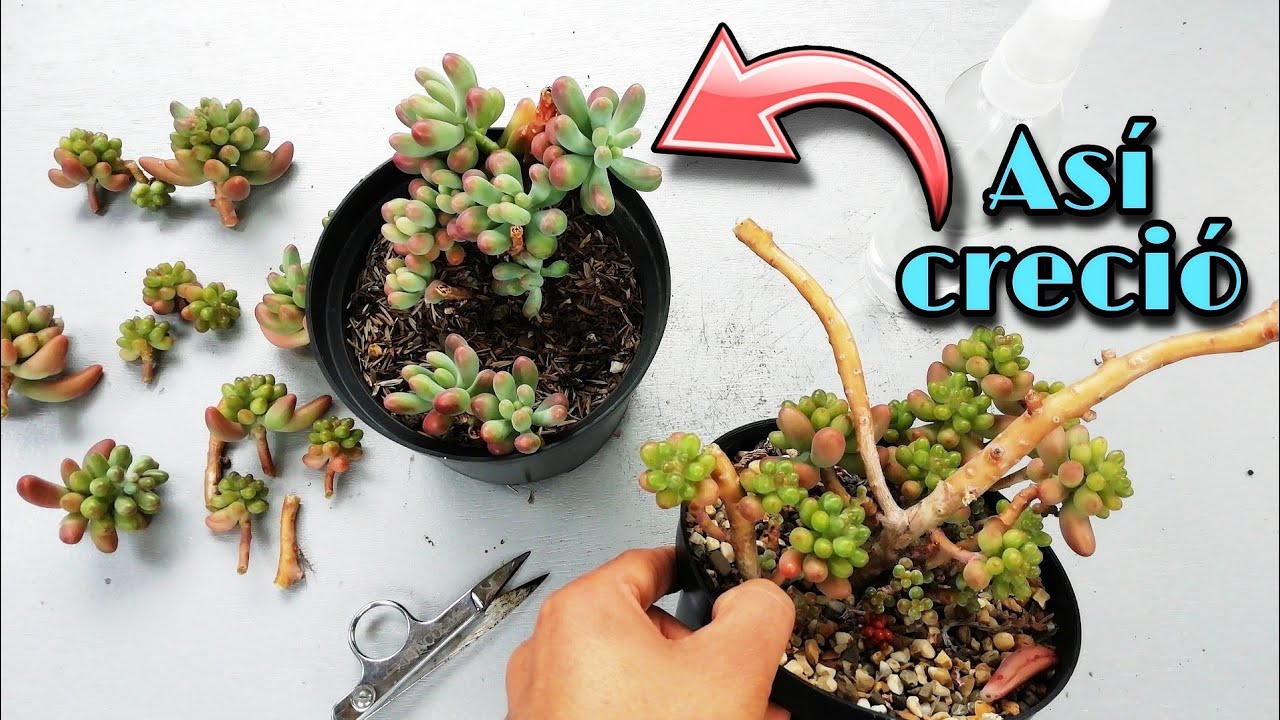 SUCULENTAS QUE TIENEN EL TALLO LARGO y SIN HOJAS ¿qué hacer? 🍃 | Jardines by Angie