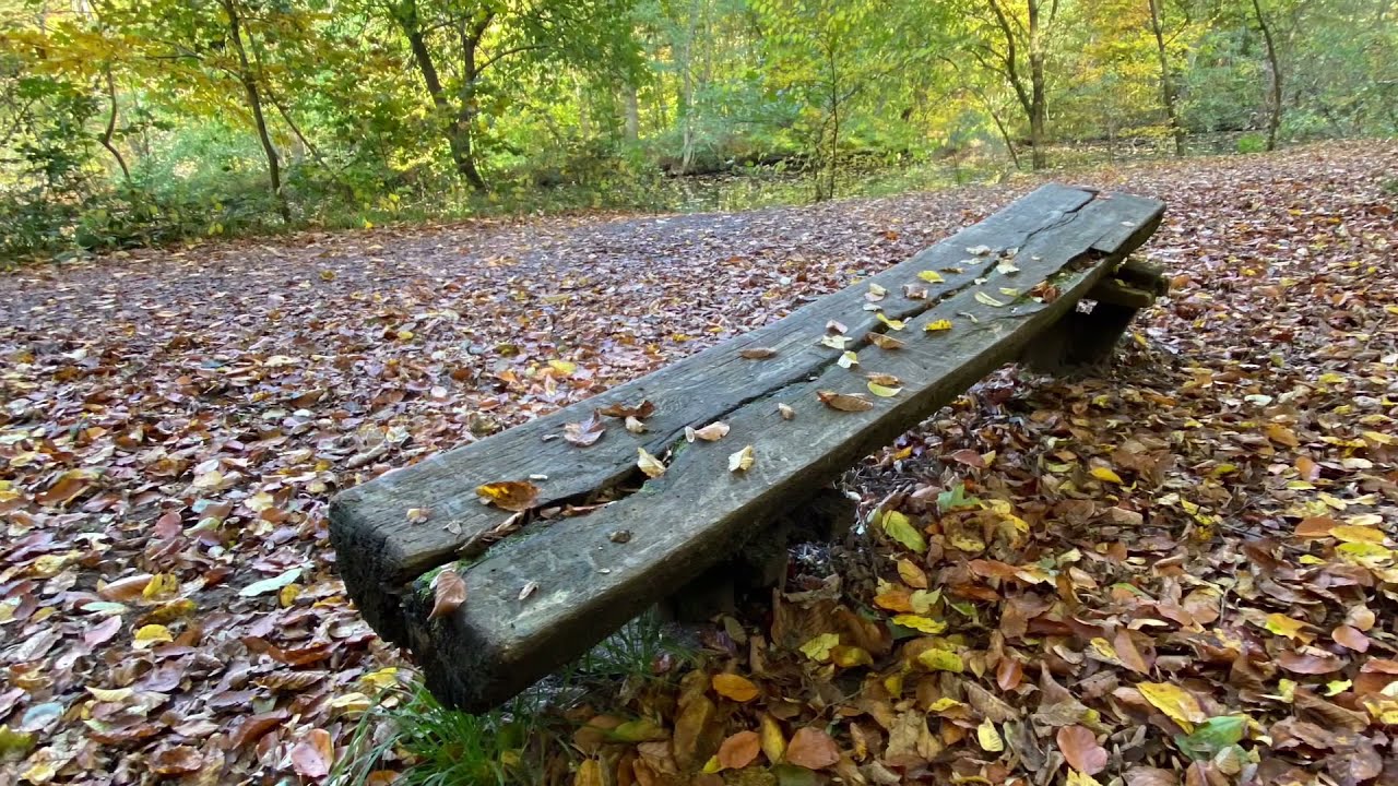 Frankfurt City Forest in the Autumn /Stadtwald