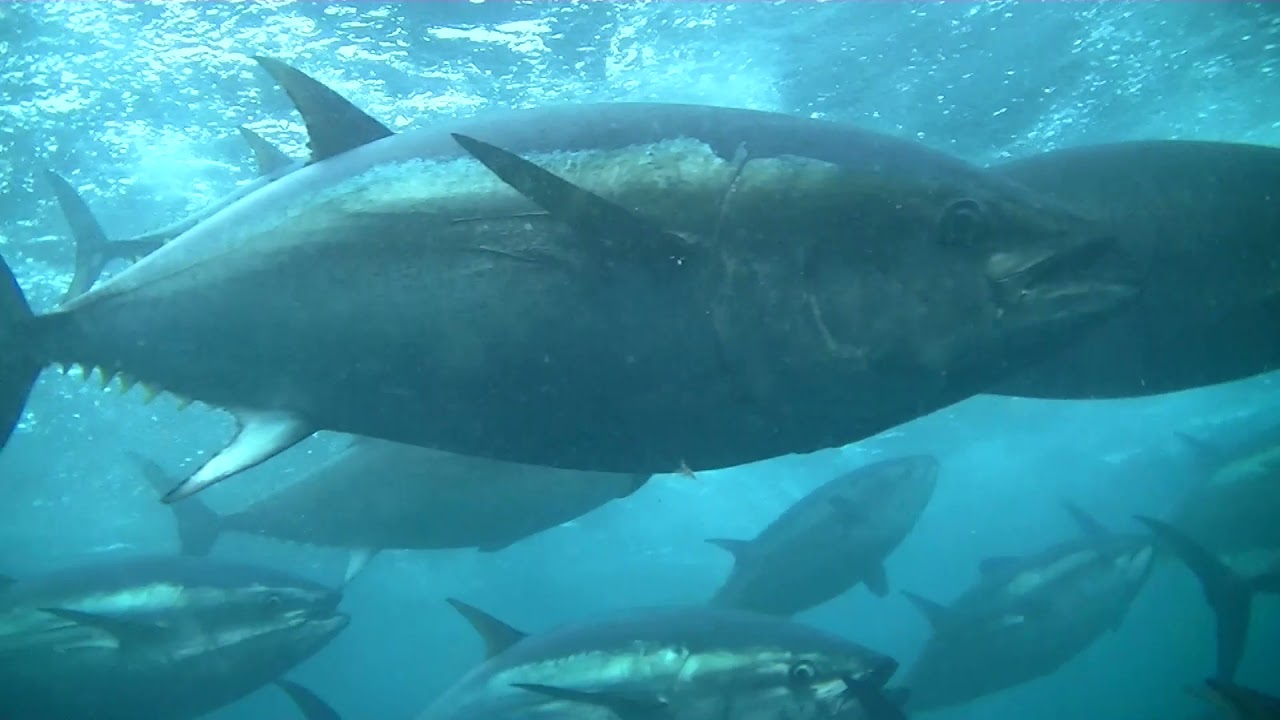 Tunagu - The Sustainable Tuna