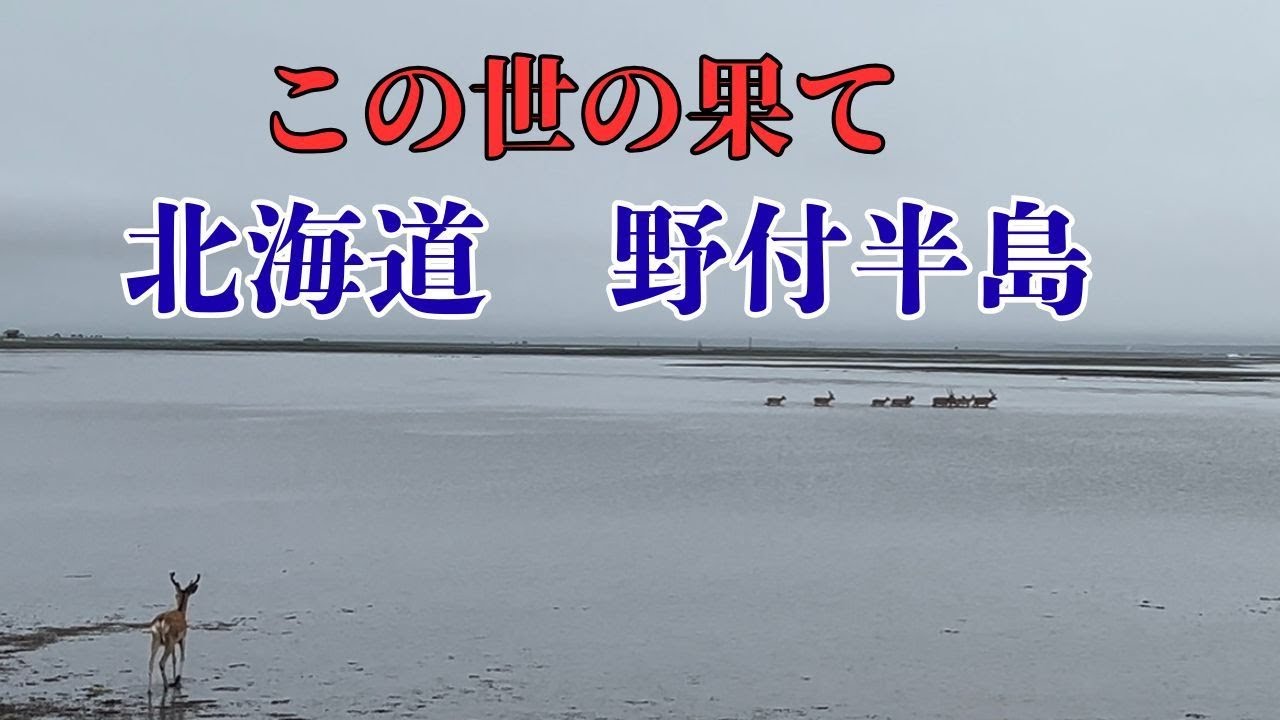 【この世の果て】　北海道　別海町　野付半島　エゾシカの群れ海を渡る！！