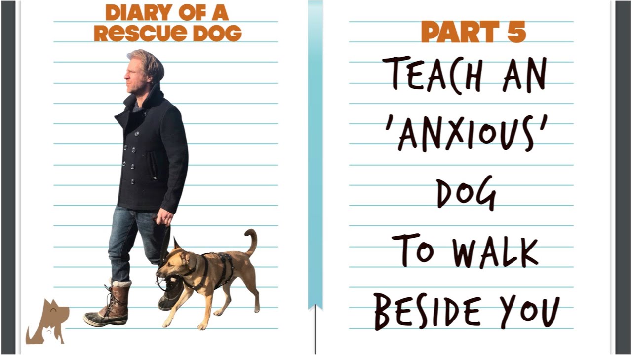 How to teach an anxious dog to walk beside you  - Diary of a rescue dog pt 5 (Vlog)