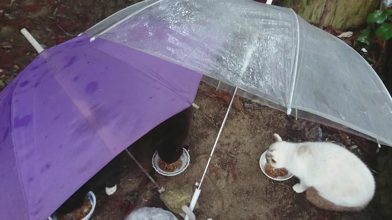 今日は雨で茶とトラが✖　0207