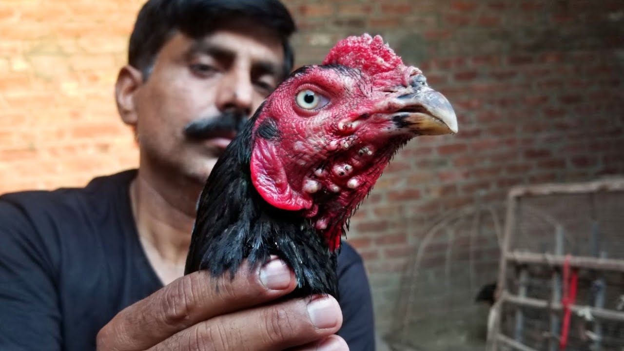 Matta ka Ilaj || Fowl Pox Treatment by Shahid waqar || Part 1