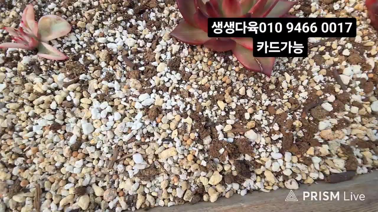 생생다육#창금#귀둥이종자#귀둥이창#녹금#색금#힐링타임 함께해요 ♡