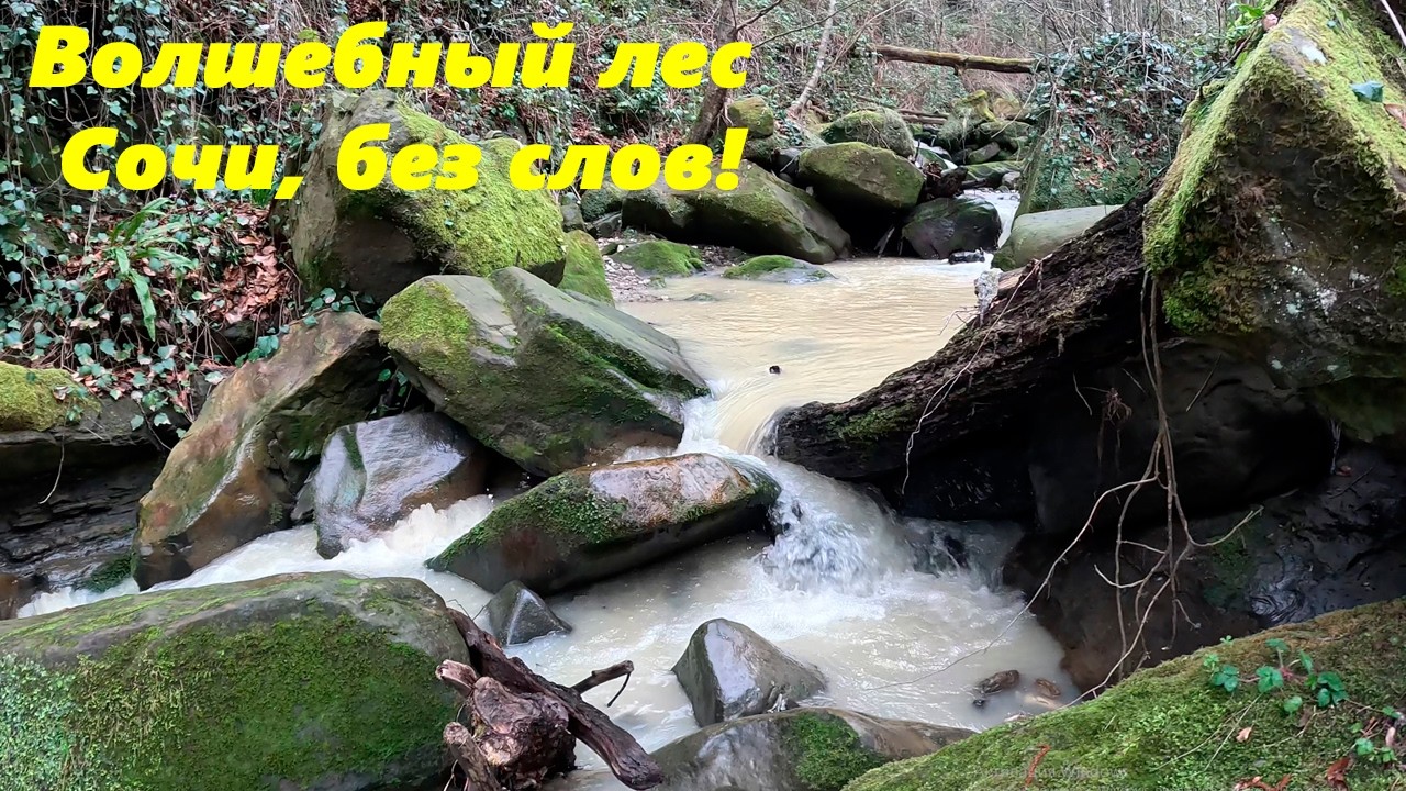 Волшебный лес! Релакс , Сочи без слов!