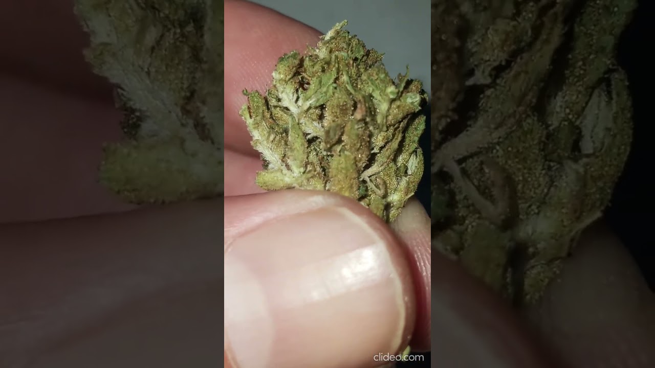 West Coast Trading Company Bubba Kush 3.5G 15$