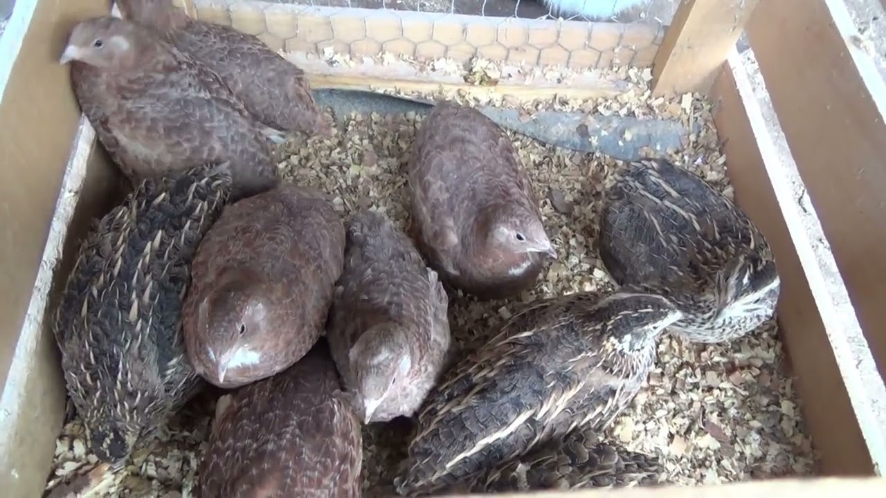kupiłem przepiórki, jak je hodować,I bought quails,how to breed them,Comprei codornas, como criá-las