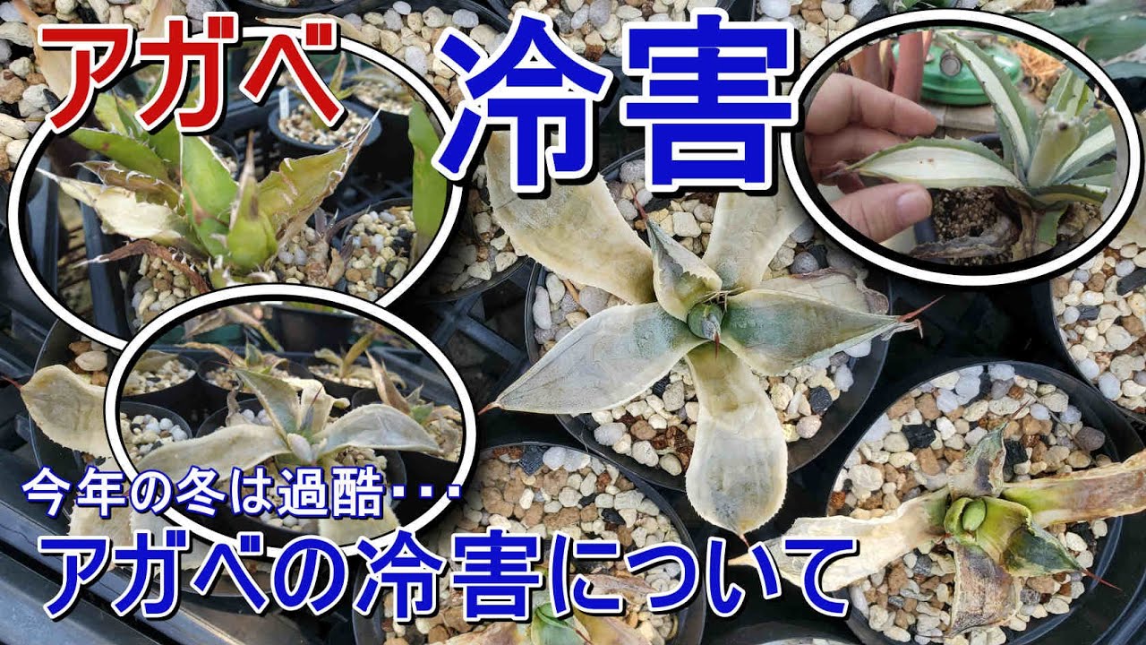 【アガベ】アガベの冷害について・・・冷害の症状などを解説します【Agave】【園芸】