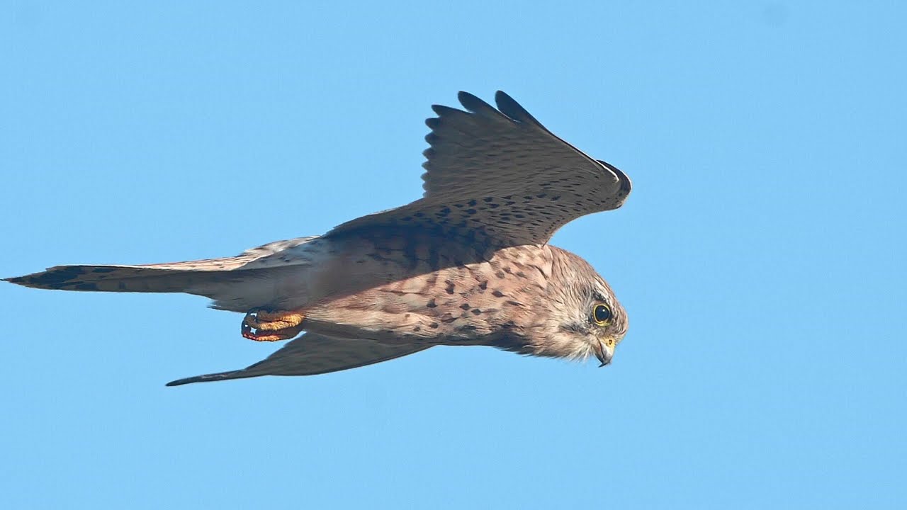 Turmfalke
