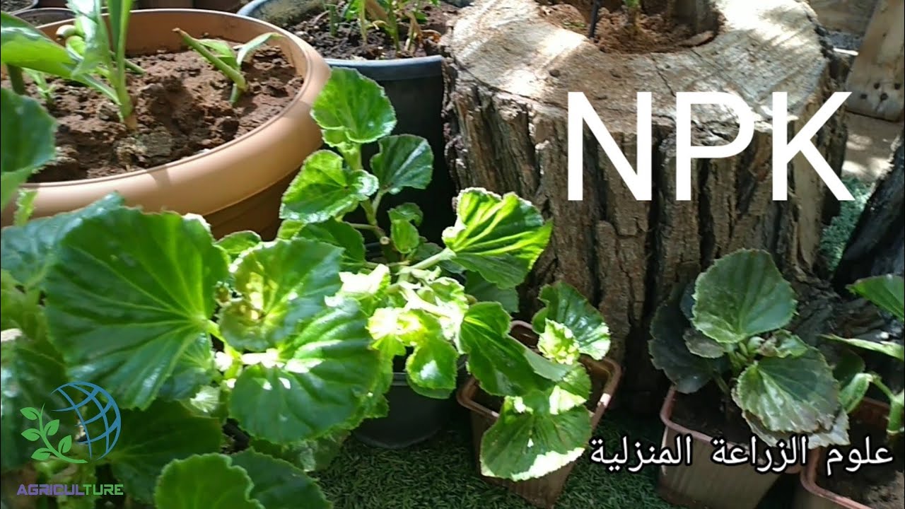 إضافة سماد NPK للمزروعات بالطريقة الصحيحة ✓ #علوم_الزراعة_المنزلية .