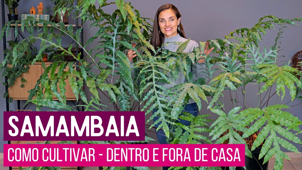 COMO eu CULTIVO minhas SAMAMBAIAS 🌿 DENTRO e FORA de CASA