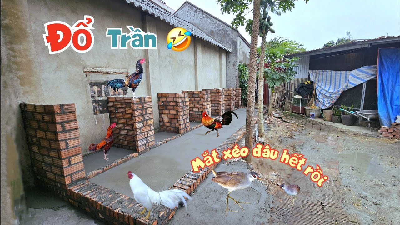 Chuồng Gà Đẹp Đã Xong Tầng Một Và Chim Mắt Xéo Đâu Hết Rồi / Quế Nghịch
