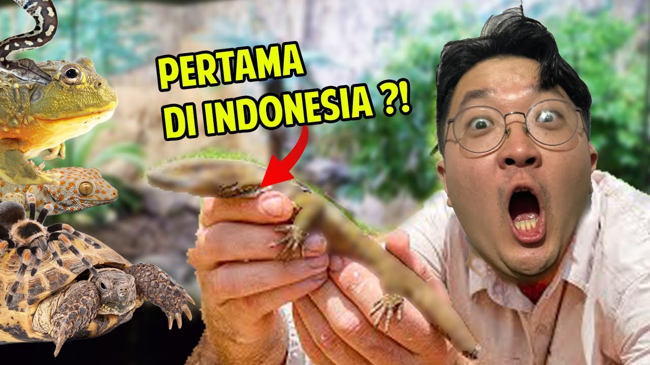 REPTILETOPIA ROOM TOUR OCTOBER 2024 ! BANYAK YANG BARU