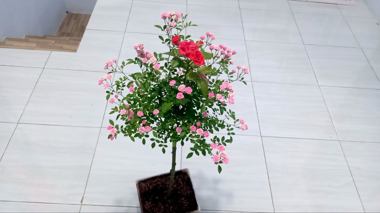 Cara buat tree rose // baby rose // easy way to make tree rose