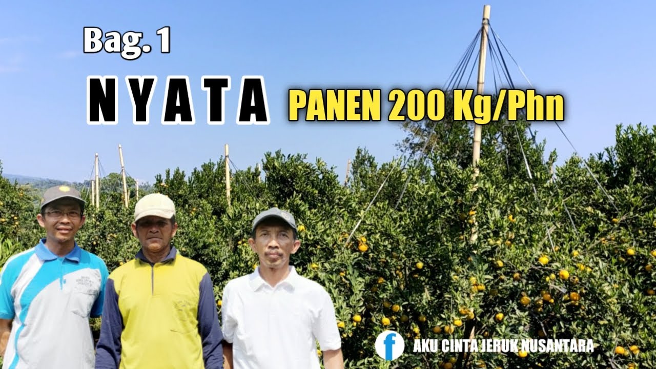 RAHASIA PANEN 200 KILO PER POHON JERUK KEPROK BATU 55