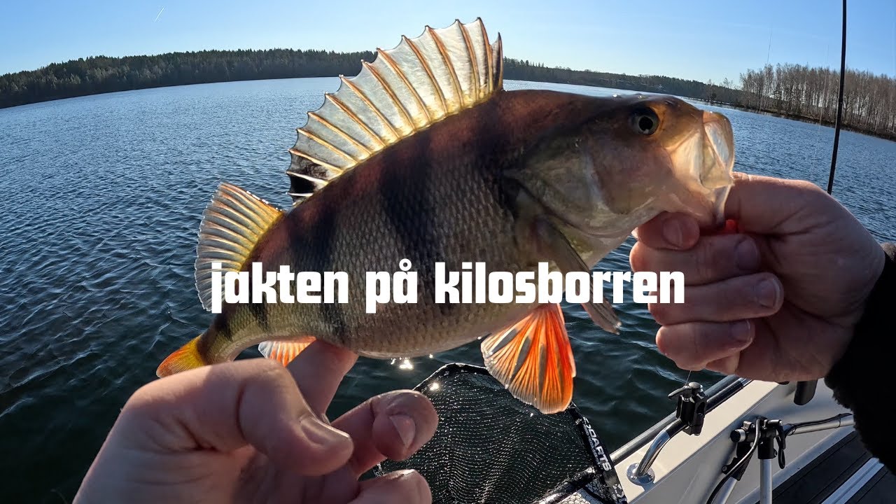 IM BACK! Vårfiske Efter Abborre