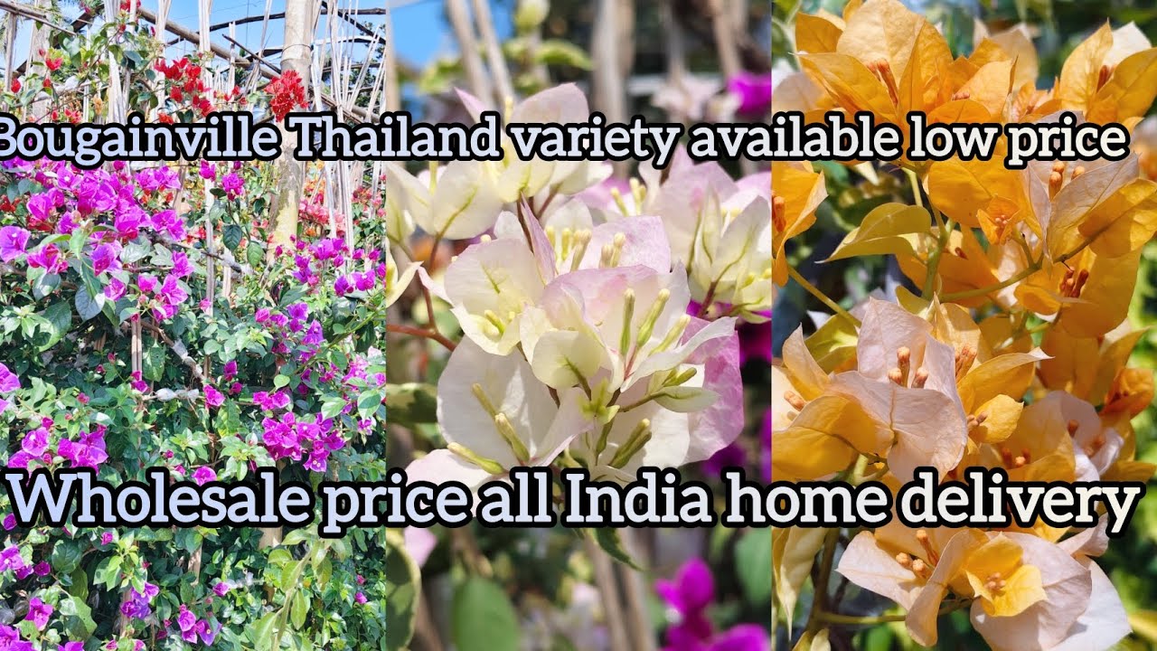 BOUGAINVILLE TOP BEAUTIFUL VARIETY THAILAND VARIETY BIG SALE PLANT LOW PRICE ALL INDIA HOME 🏠