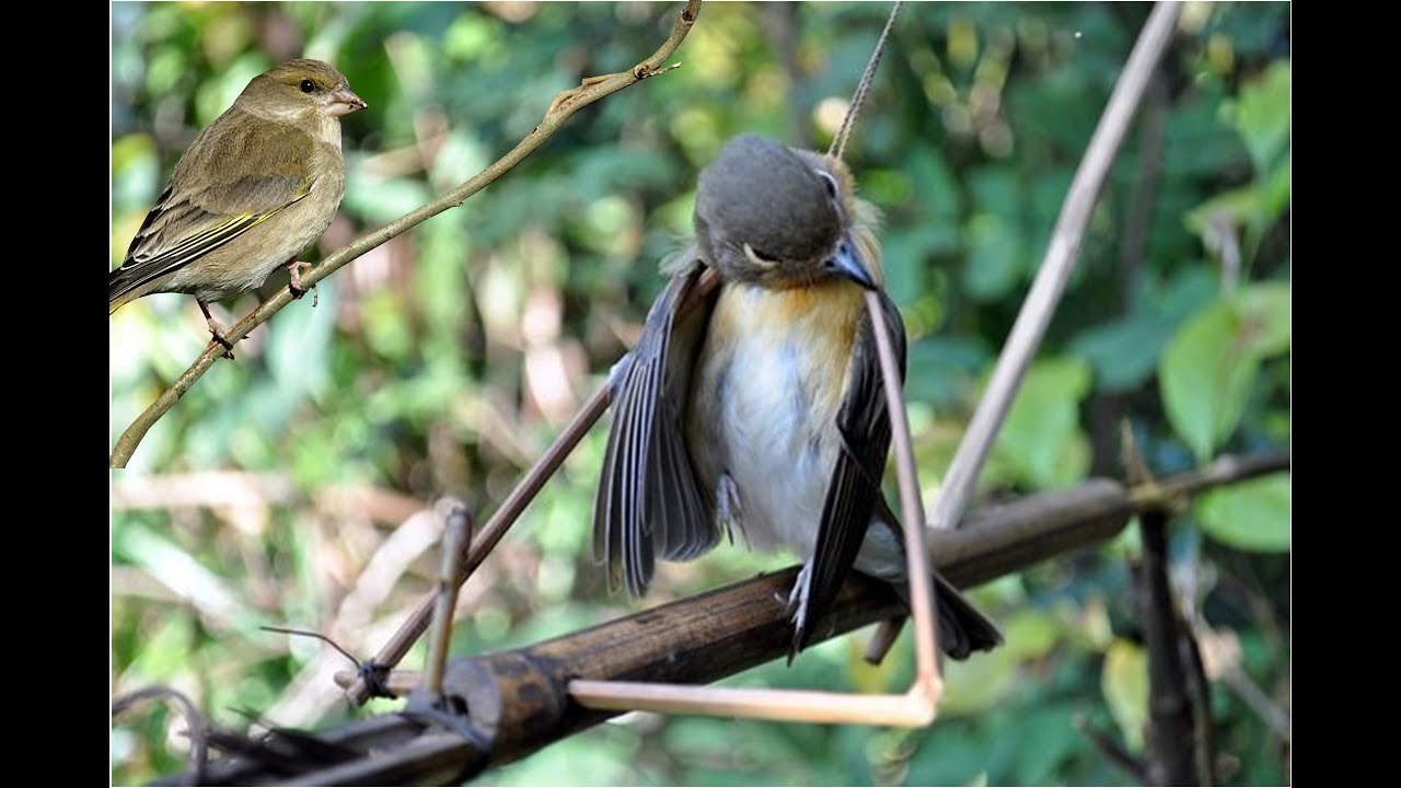 Bird Traps Homemade-Trapping Bird Using Simple Tools- Great Bird Traps in Action-Survival Bird Traps