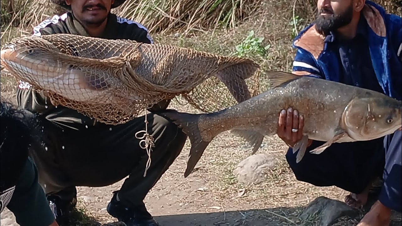 Catch big silver fish 🐟 