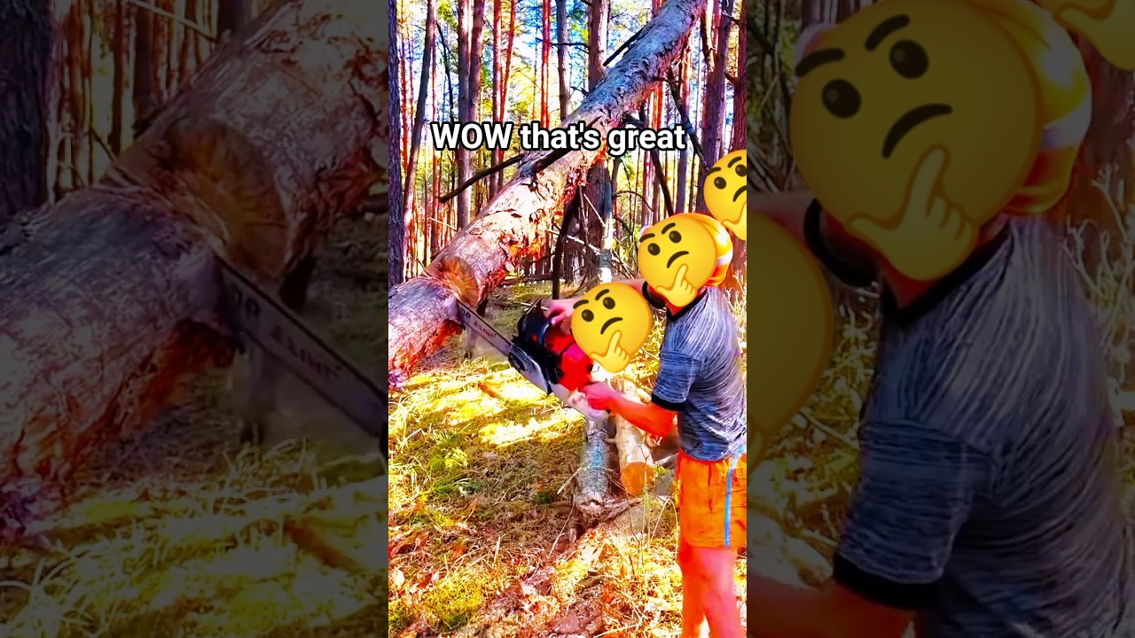 is it Correct way fall tree! #fall #wood #tree #chainsaw #woodworking #treelines #shortsfeed #how