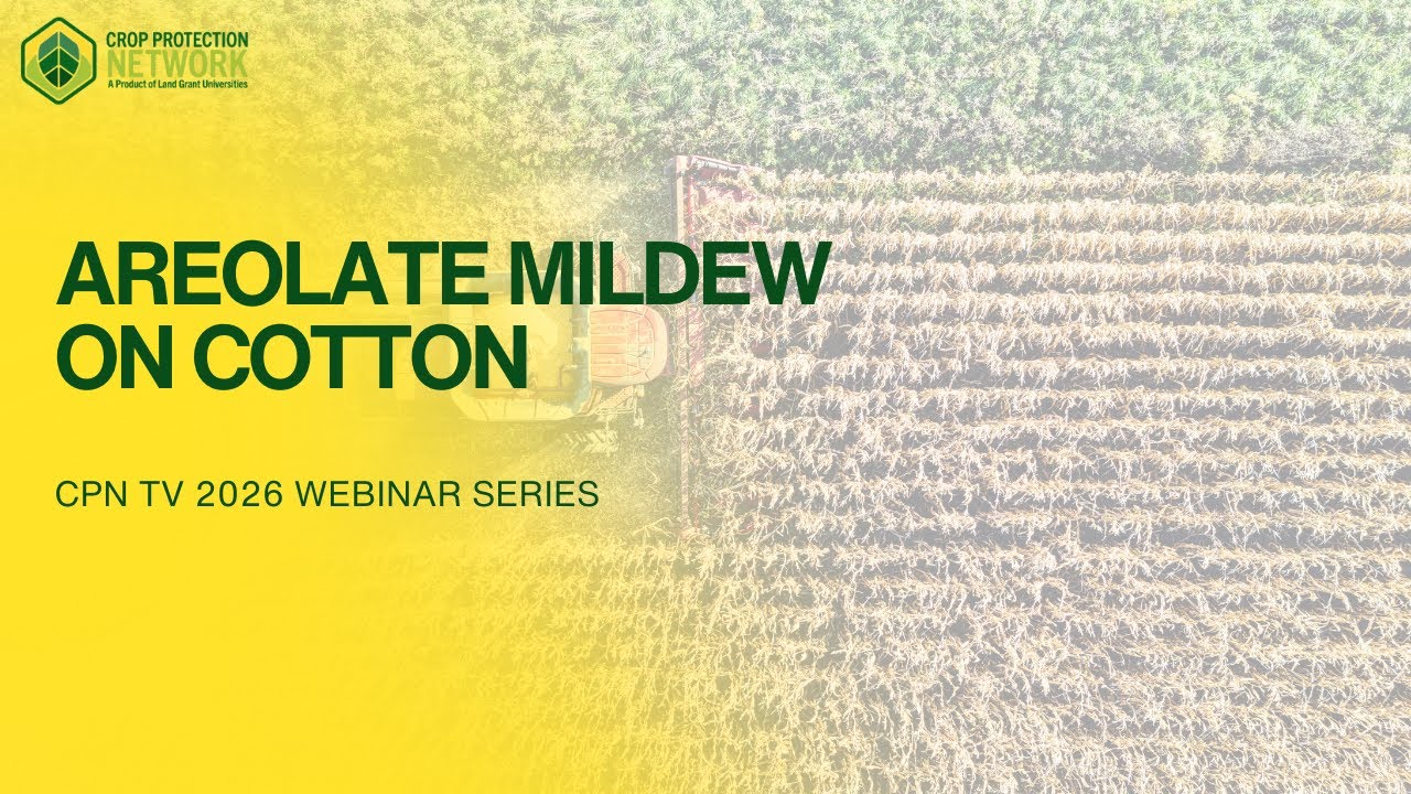 Managing Areolate Mildew on Cotton