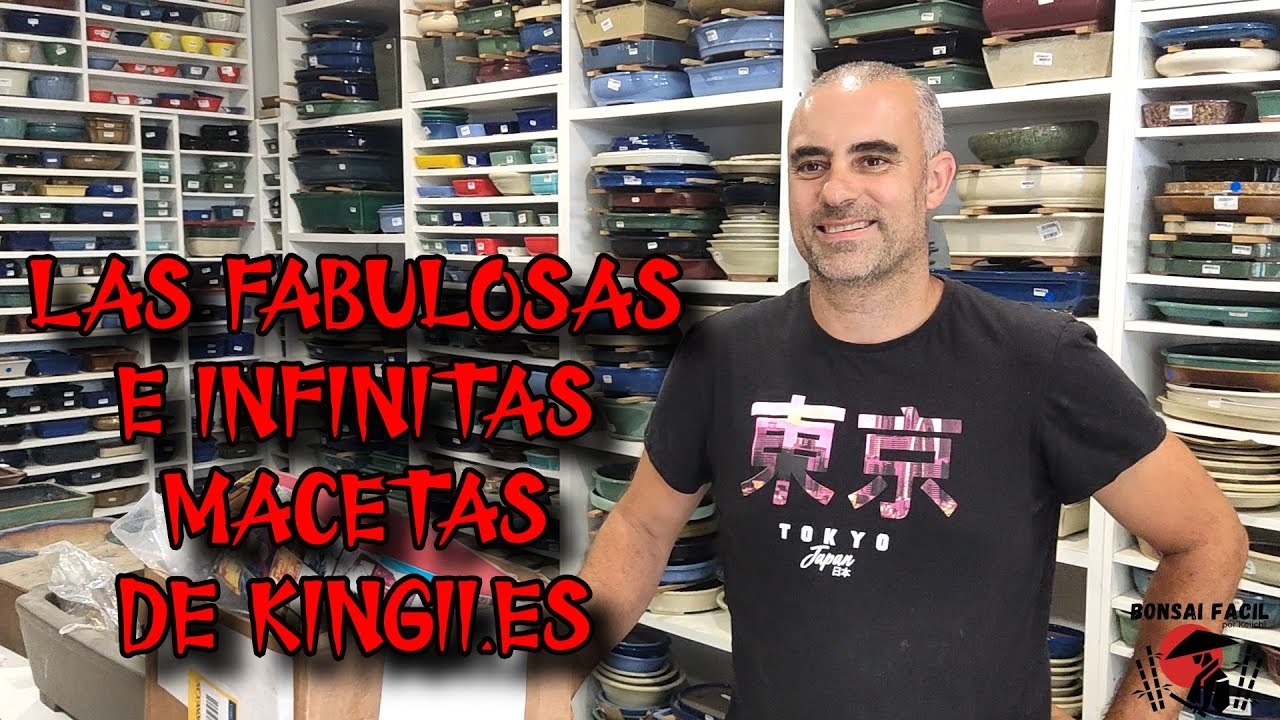 Macetas de Bonsai Kingii, jamas vi tantas juntas, ni en japon! Brutal@kingiibonsai2713 Bonsai Facil