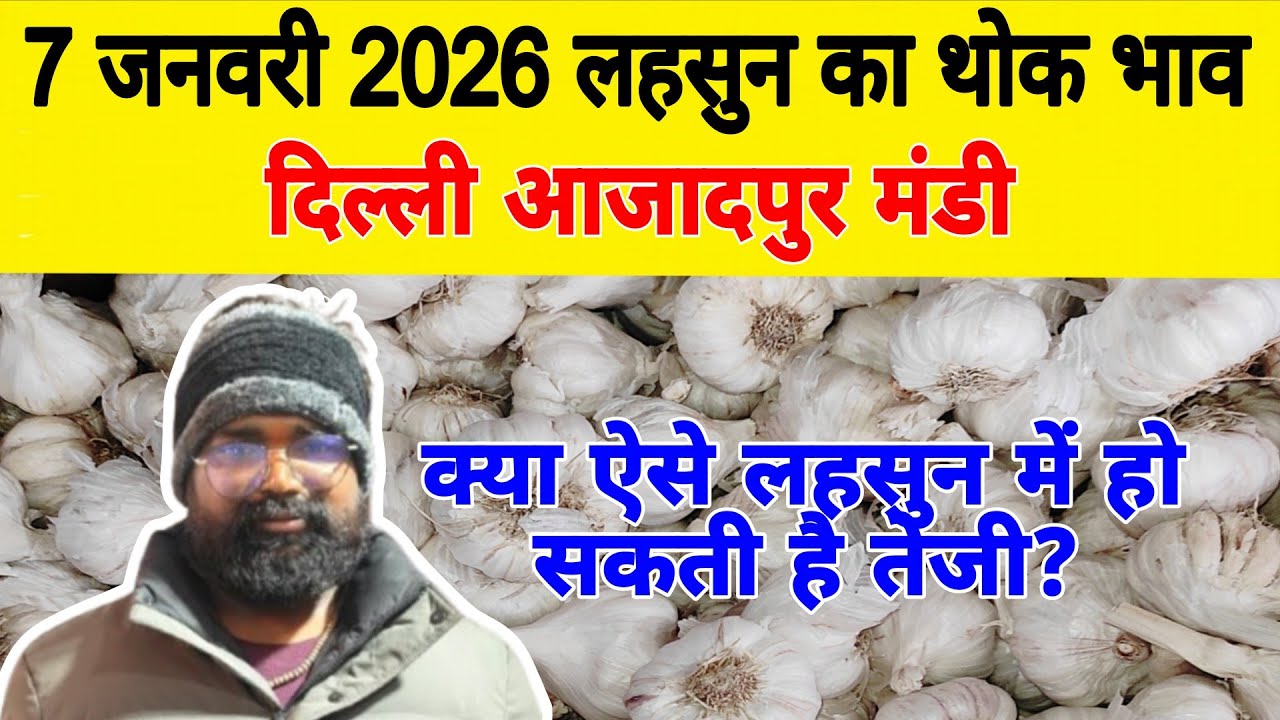 7 Jan 2026 | Today Garlic Market Price | Garlic Price The Shocking Prediction #mandirates #garlic