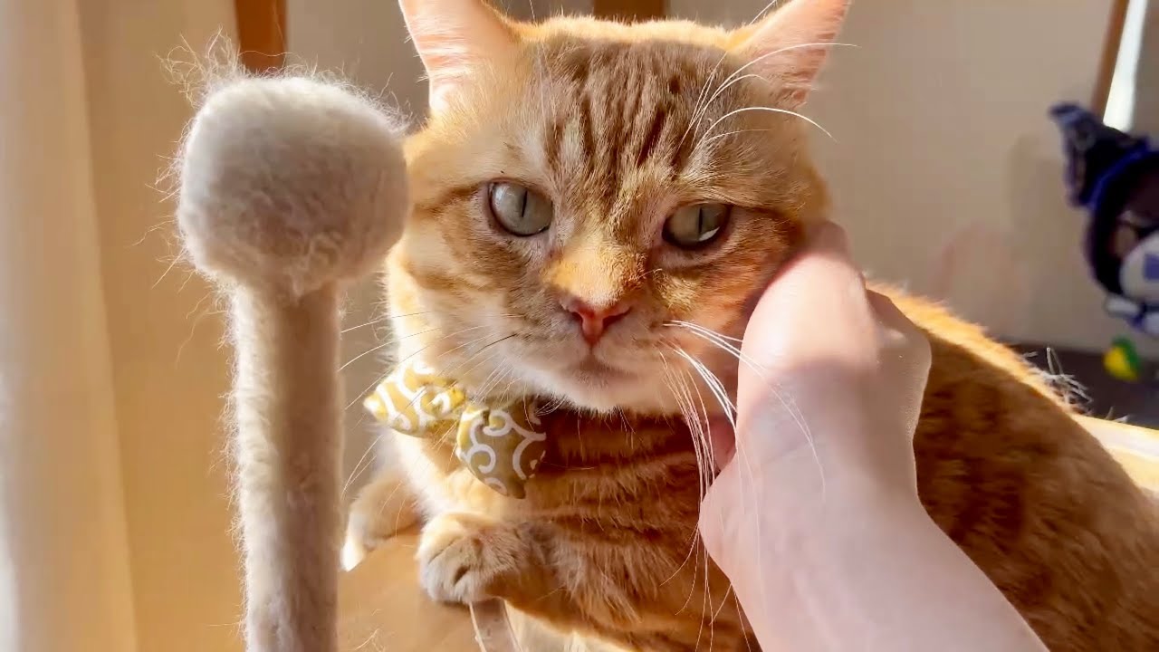 日向ぼっこするぽっちゃり猫。