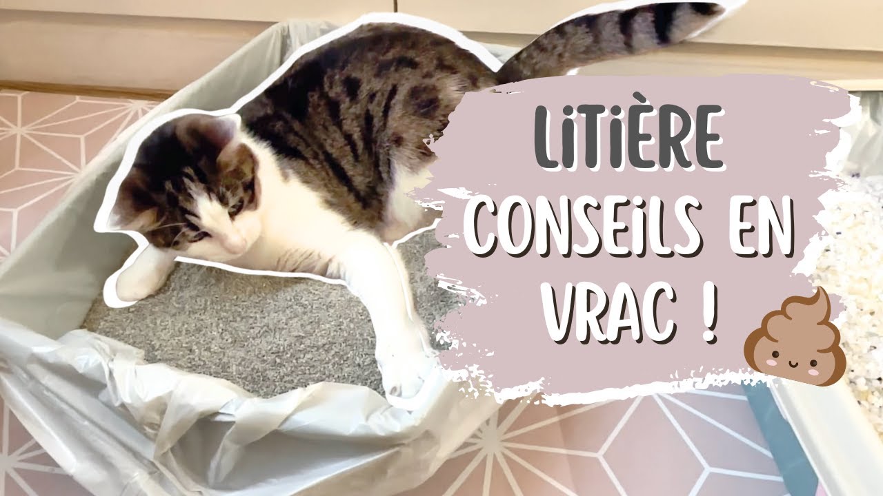 😺 Plein de conseils sur la litière - Comment ça se passe chez moi ?