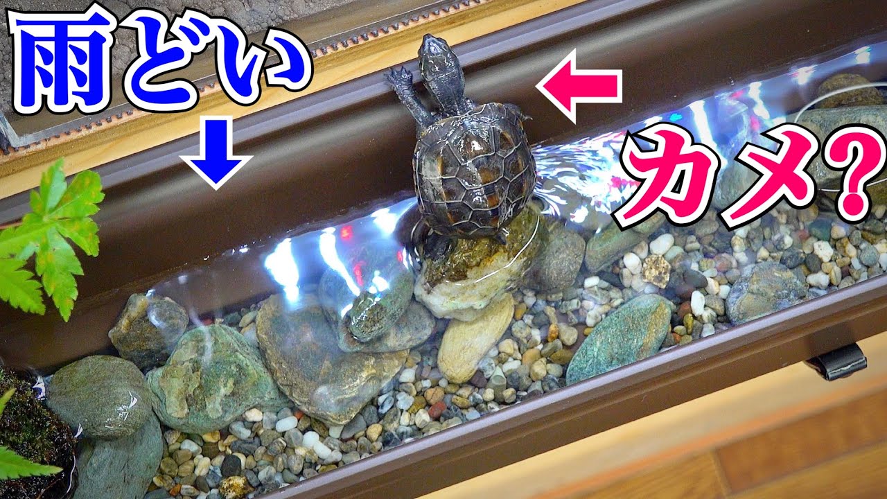 雨どいで作った川にカメを入れると…？【雨どい水槽その２】